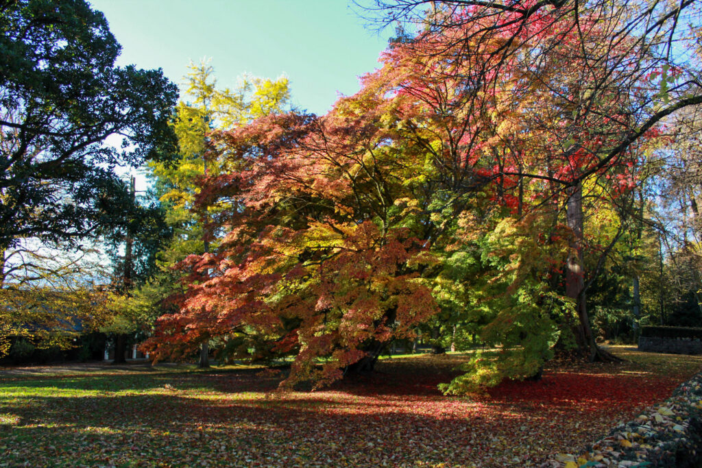 Herbst im Lindenhofpark