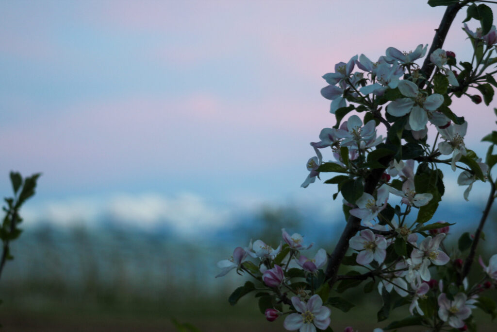 Apfelblüte bei Sonnenuntergang